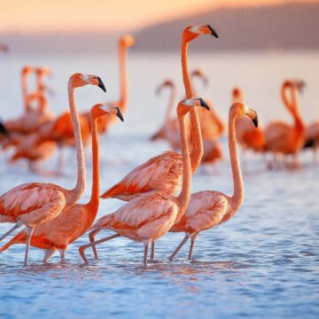 The Ultimate Guide to New York’s Favorite Food