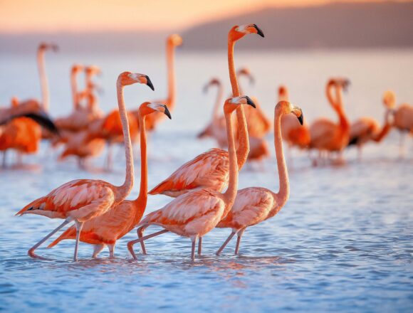 The Ultimate Guide to New York’s Favorite Food