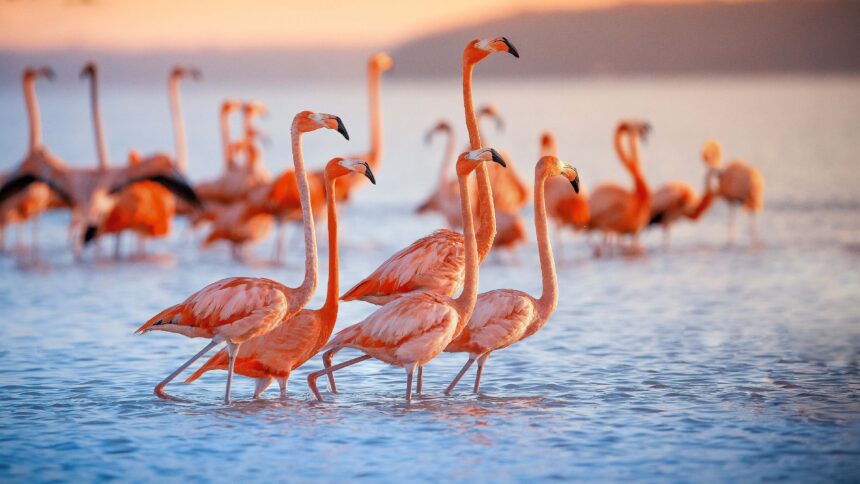 The Ultimate Guide to New York’s Favorite Food