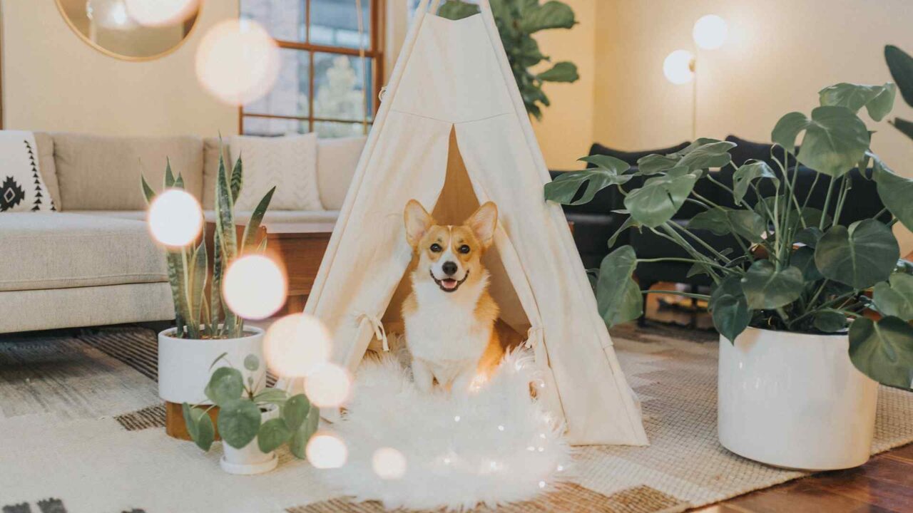 Lulu – A Therapy Dog, Comforts Grieving Families